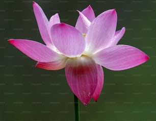 a close up of a pink flower with water droplets on it