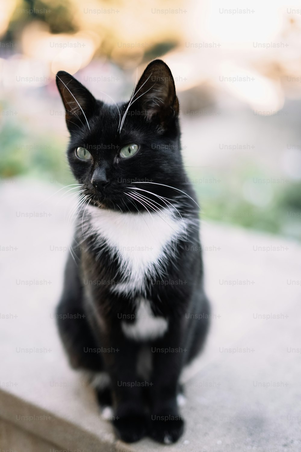 Un gatto bianco e nero seduto su una sporgenza