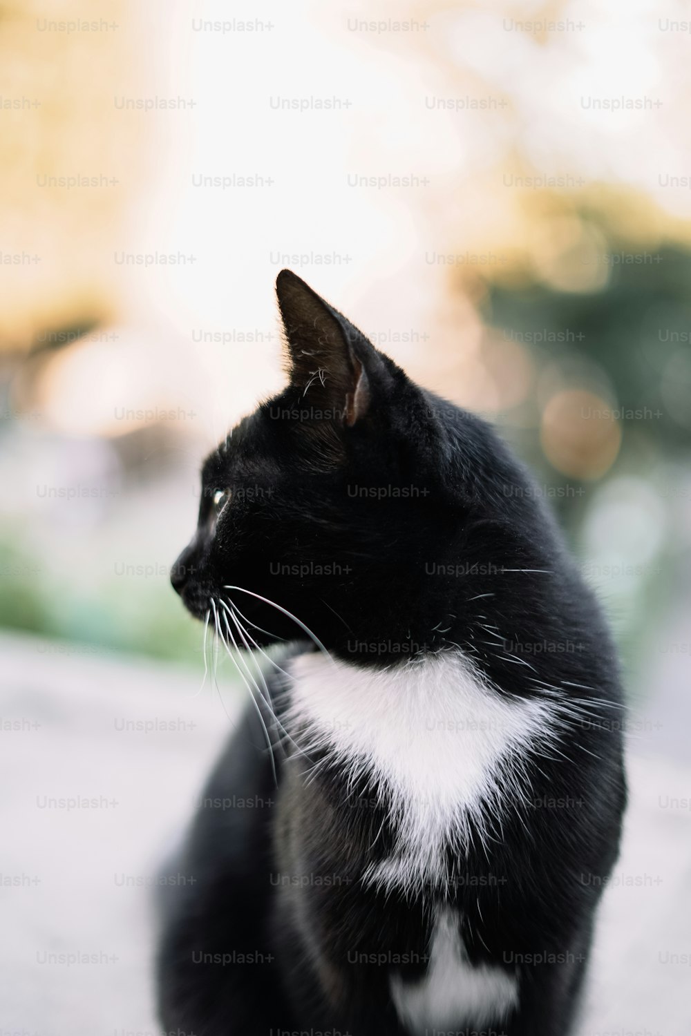 un chat noir et blanc assis par terre