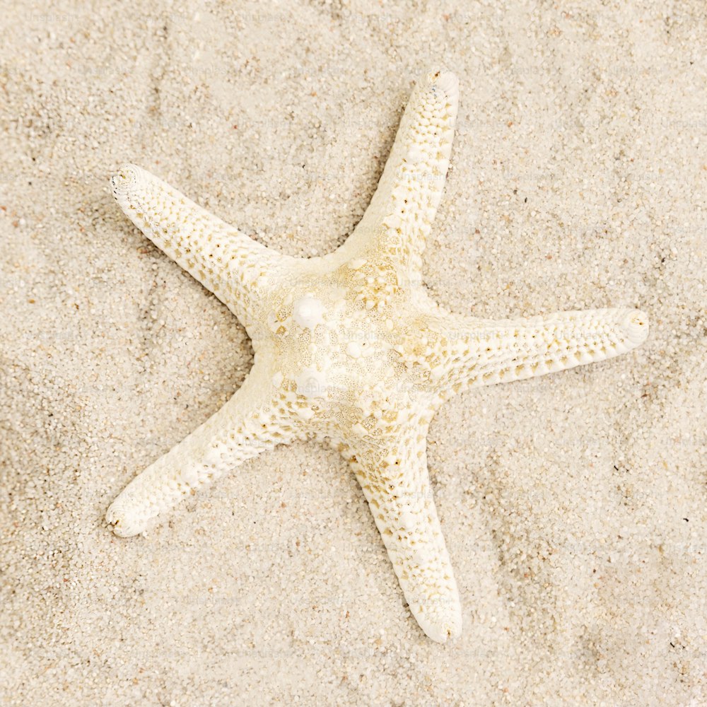 une étoile de mer blanche couchée sur une plage de sable