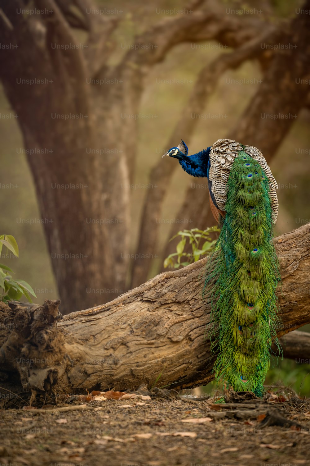 Un pavo real parado en la cima de la rama de un árbol