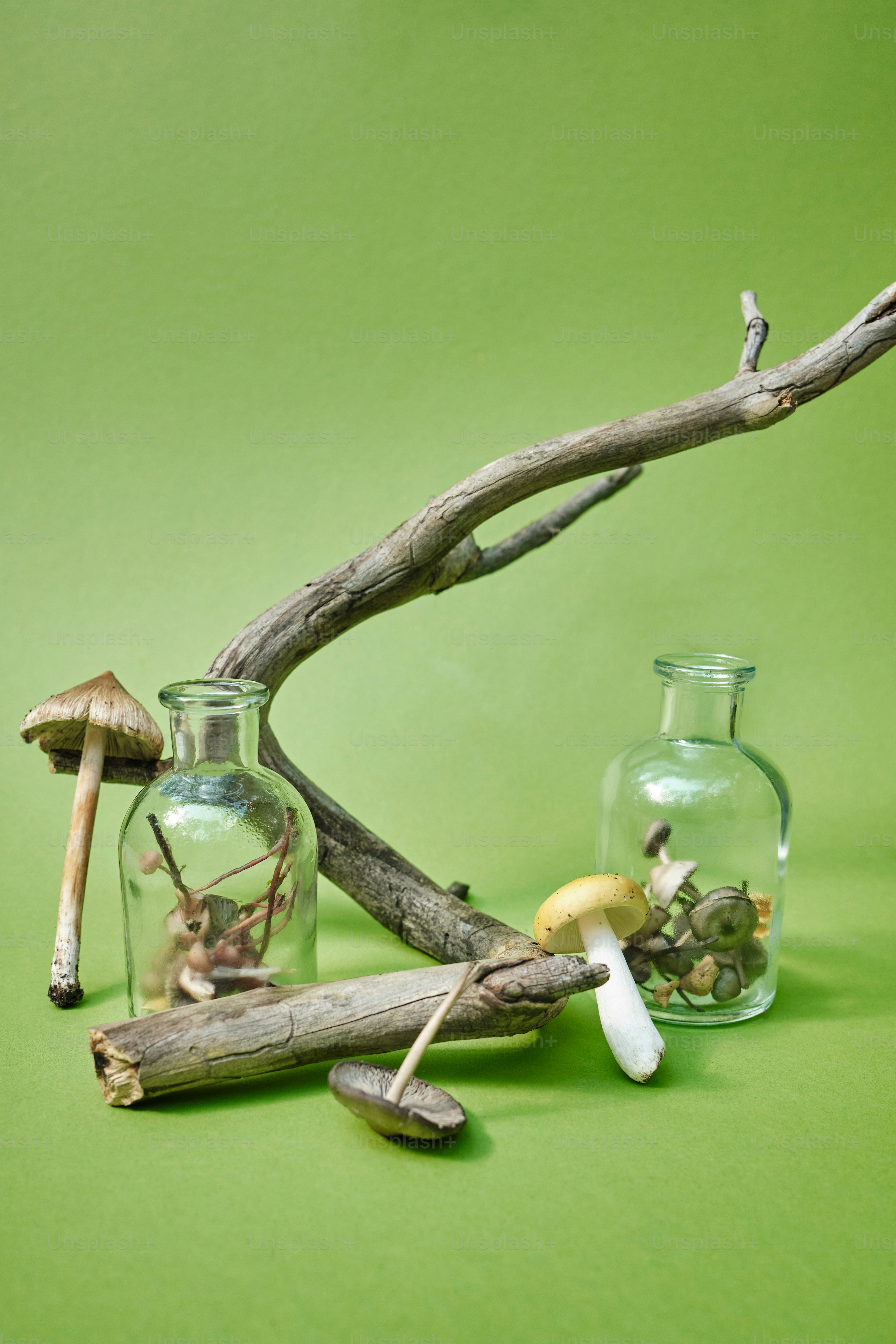 a group of glass jars filled with different types of mushrooms