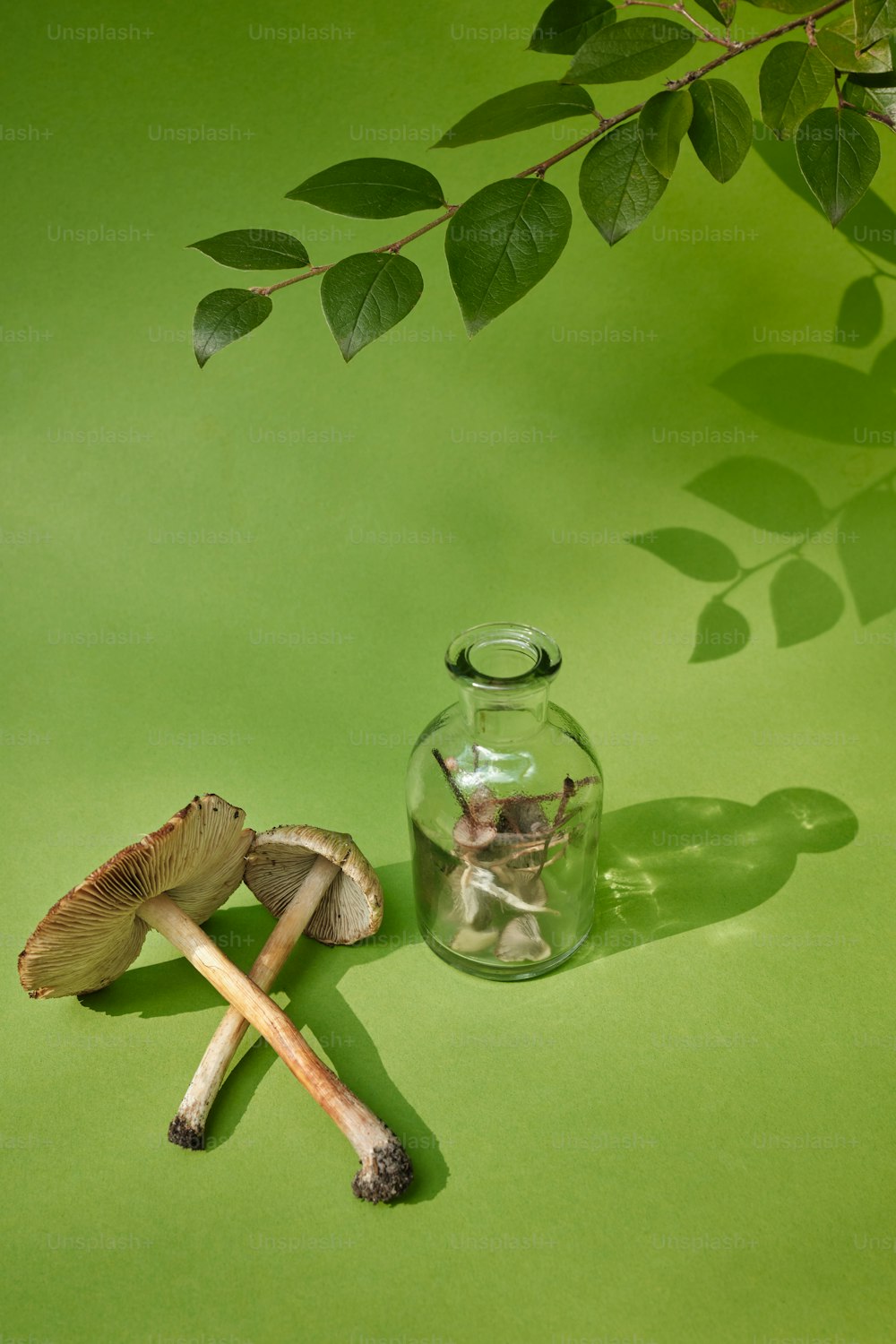 um frasco de vidro cheio de cogumelos ao lado de uma planta