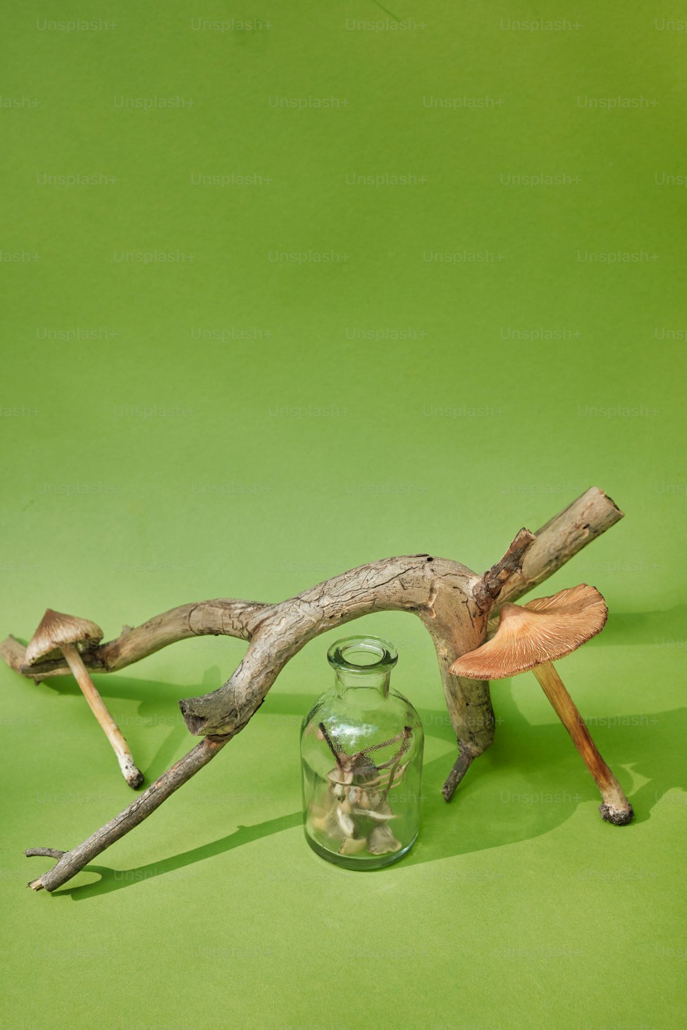 a glass jar filled with mushrooms next to a branch