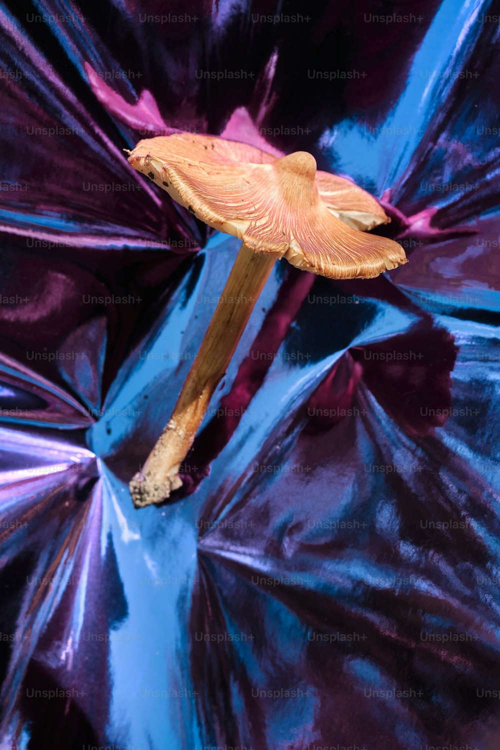 a close up of a flower on a purple cloth