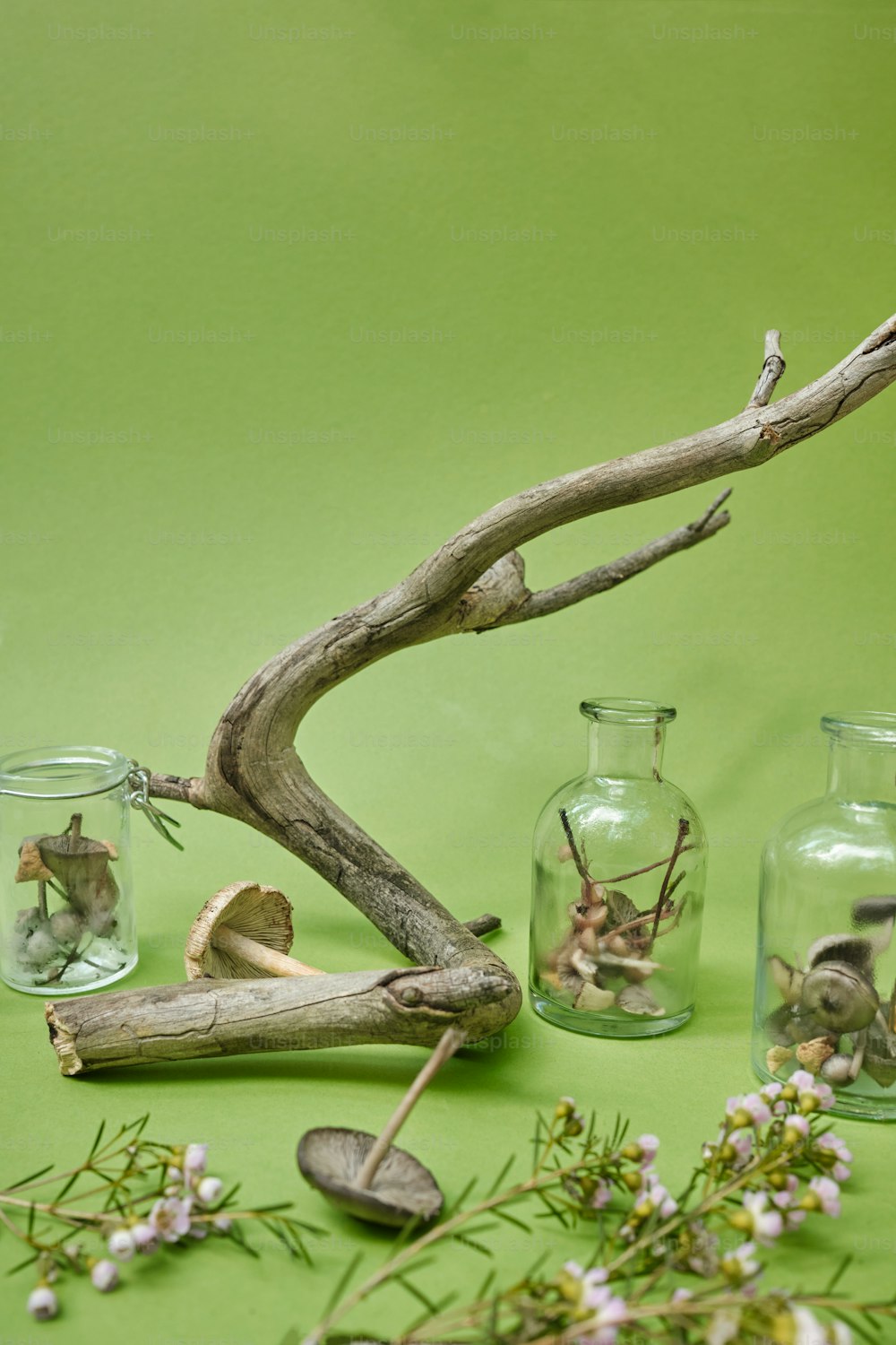 植物でいっぱいのガラスの花瓶のグループ