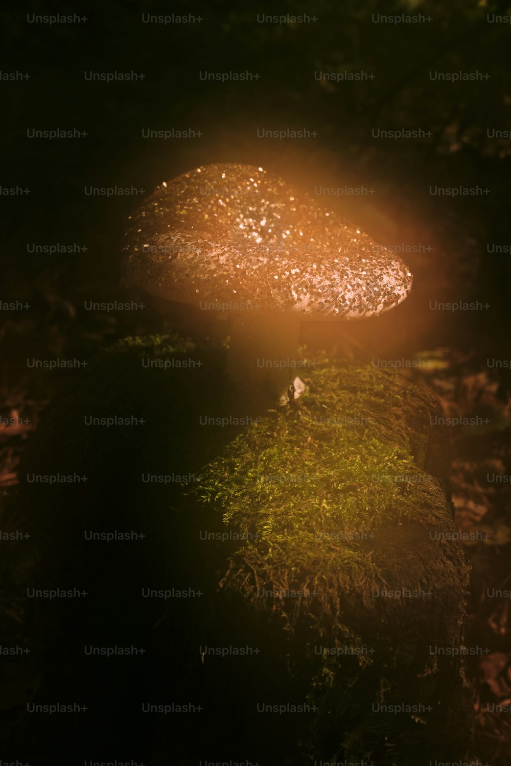 a mushroom sitting on top of a moss covered rock