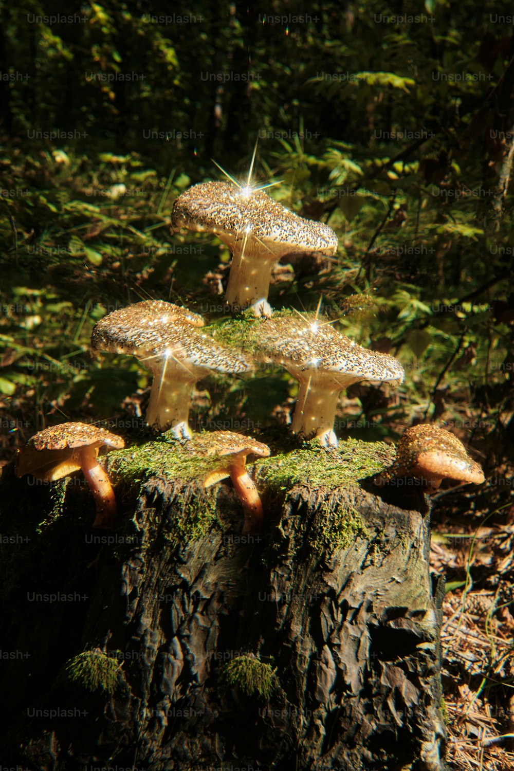 Un gruppo di funghi seduti sulla cima di un ceppo d'albero