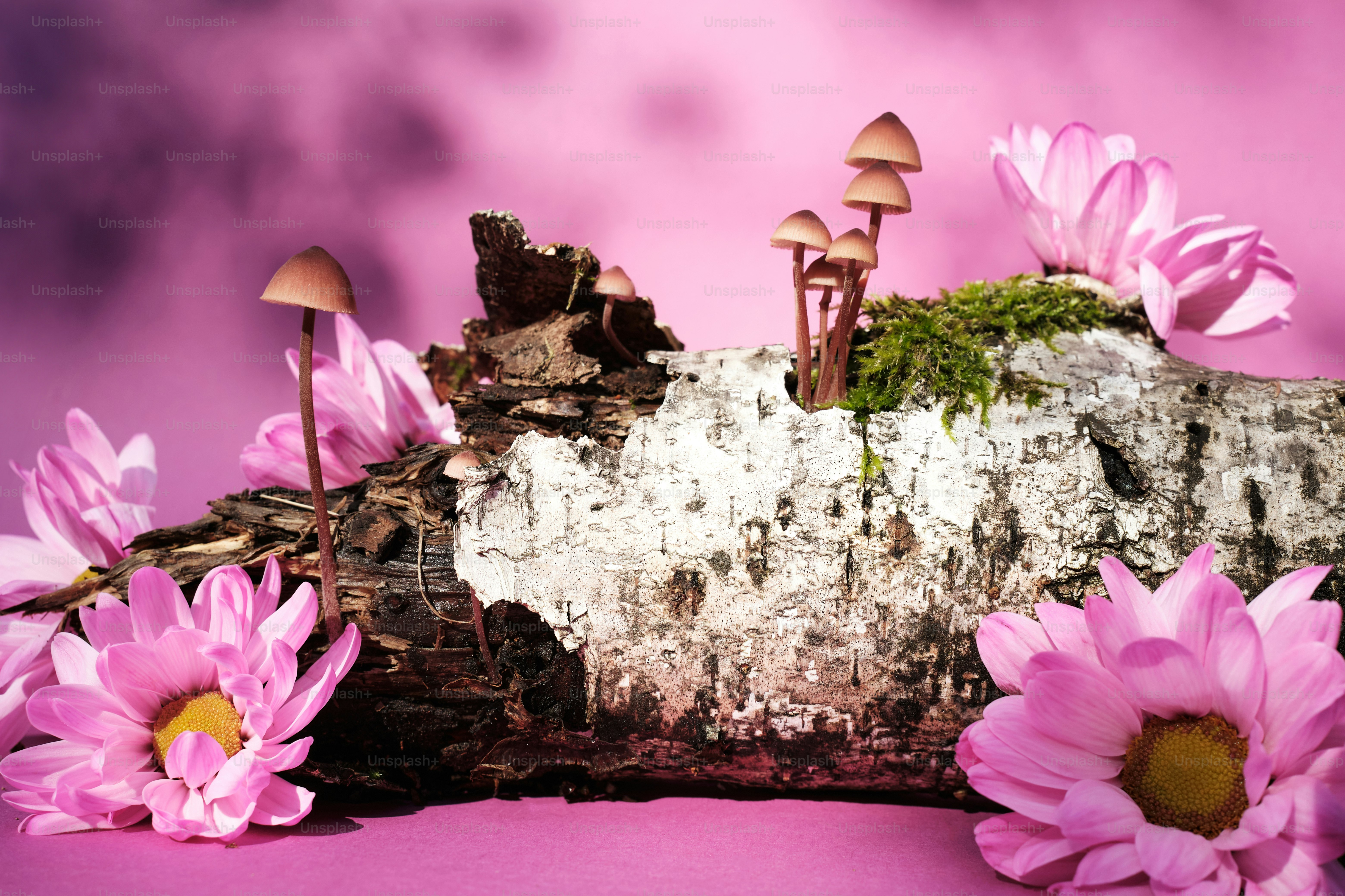 a group of pink flowers sitting on top of a log