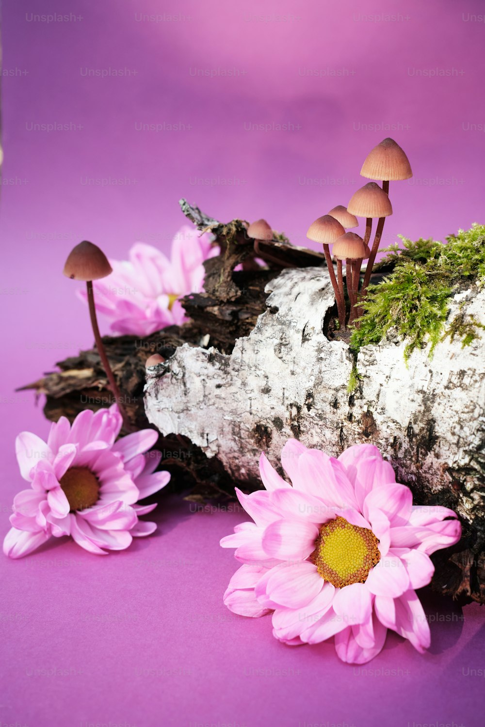 a group of pink flowers sitting on top of a log
