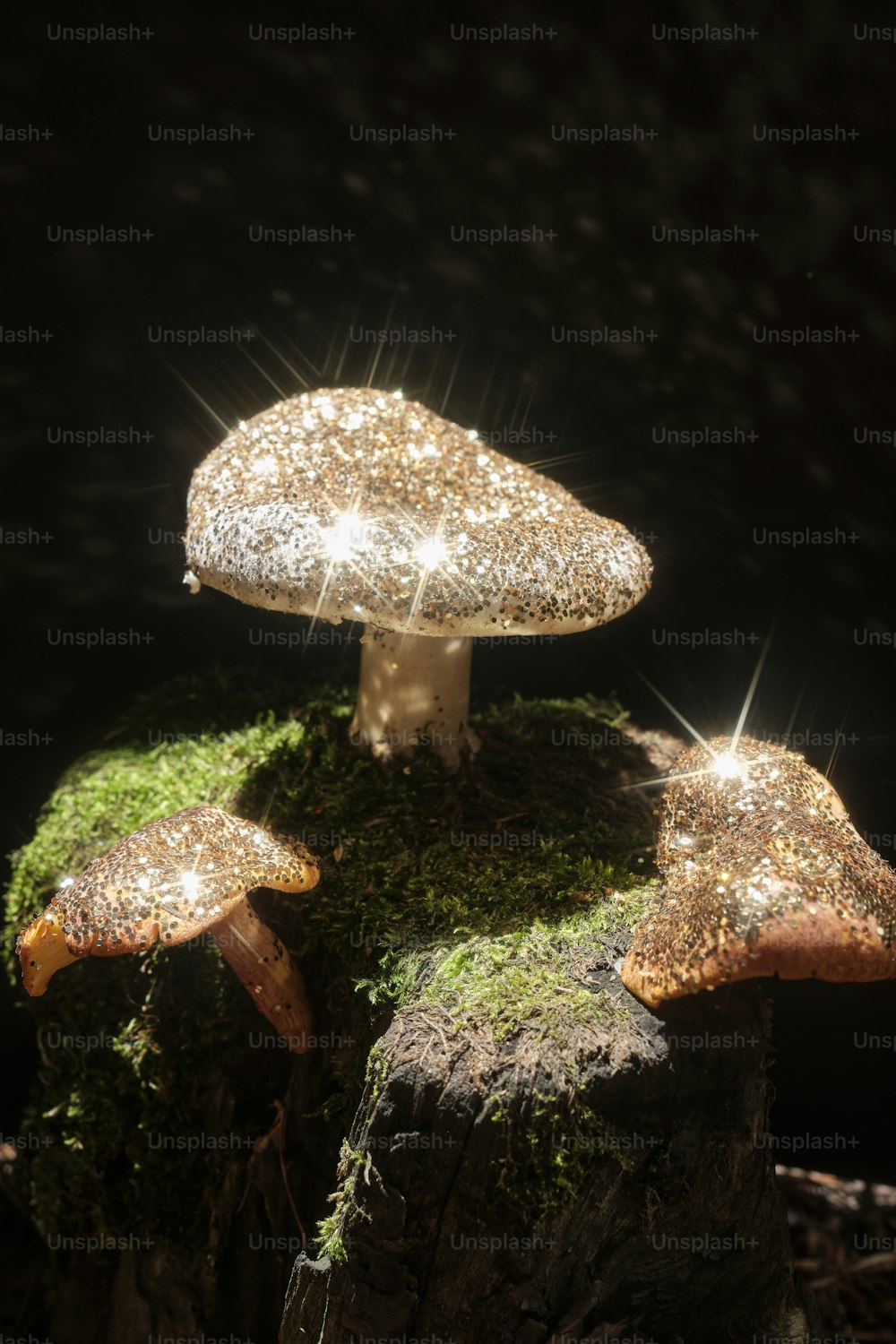 a group of mushrooms sitting on top of a moss covered tree stump