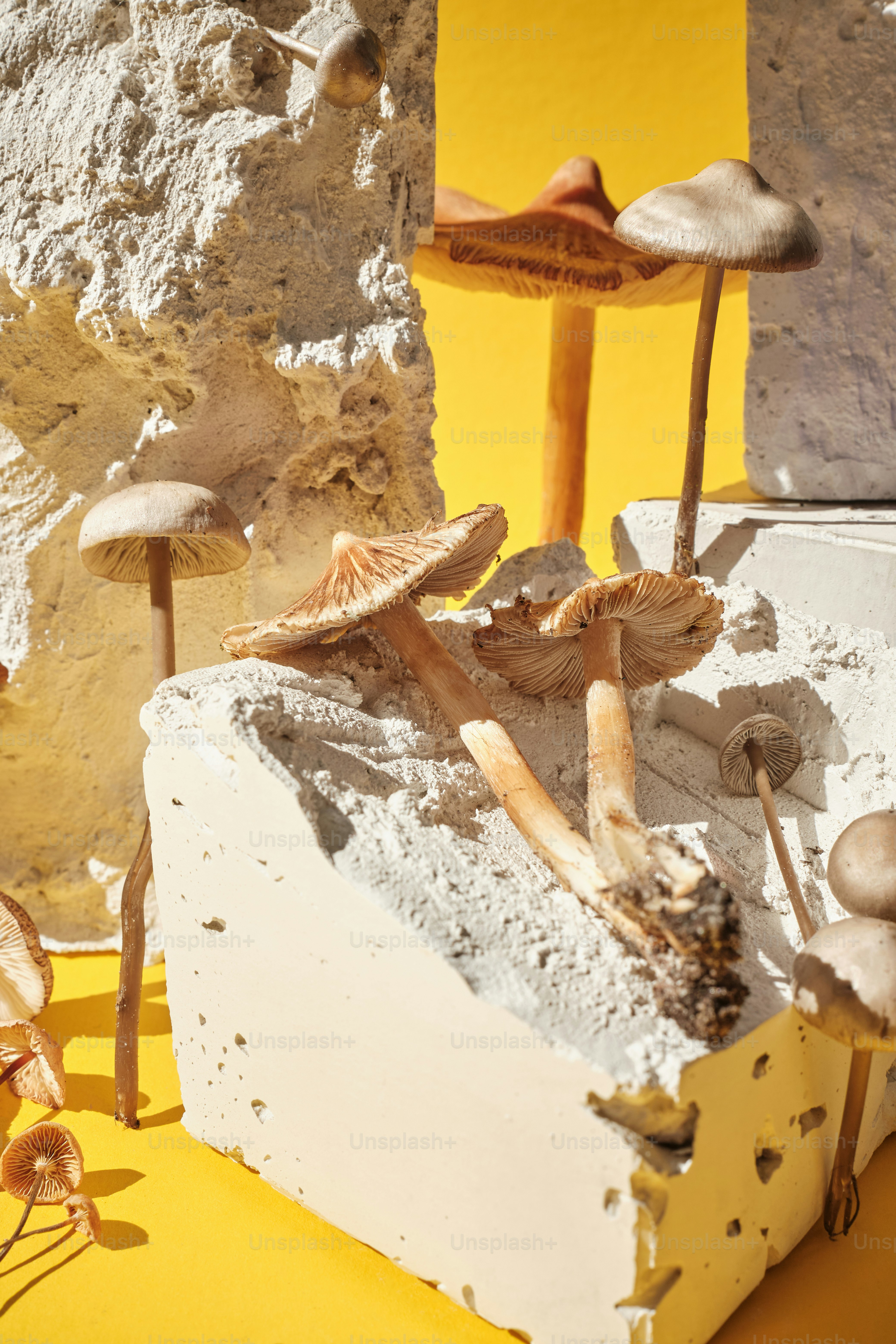 Bitcoin Cloud Mining+with AI | AAS MINER – The World’s First AI-Powered Bitcoin Mining Platform, Register Now for $10 Bonus