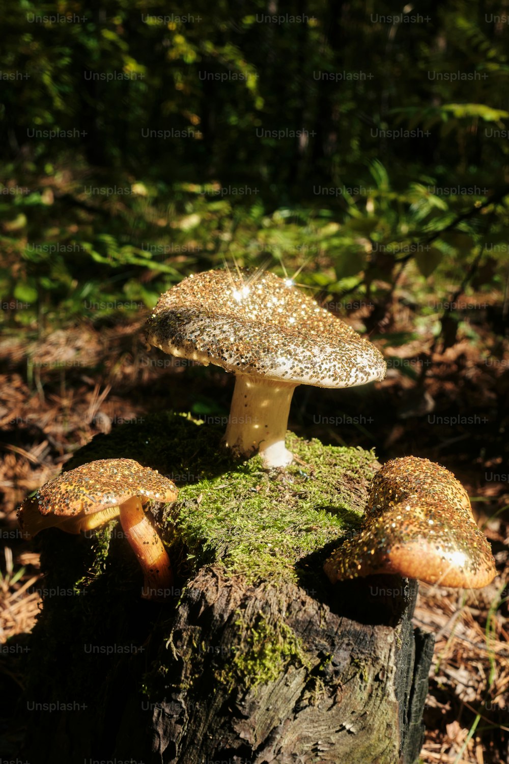 a group of mushrooms sitting on top of a tree stump