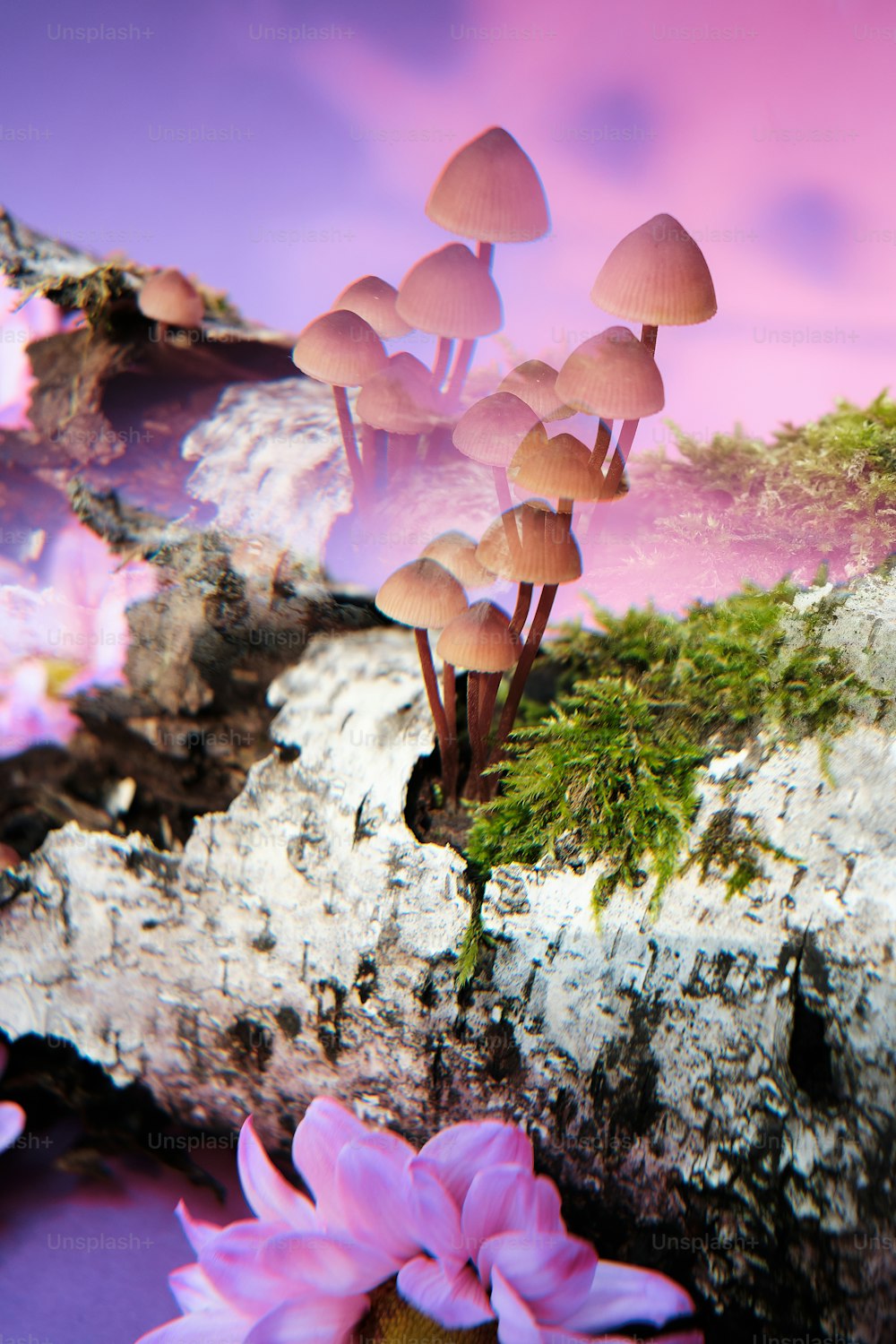 a group of mushrooms sitting on top of a rock
