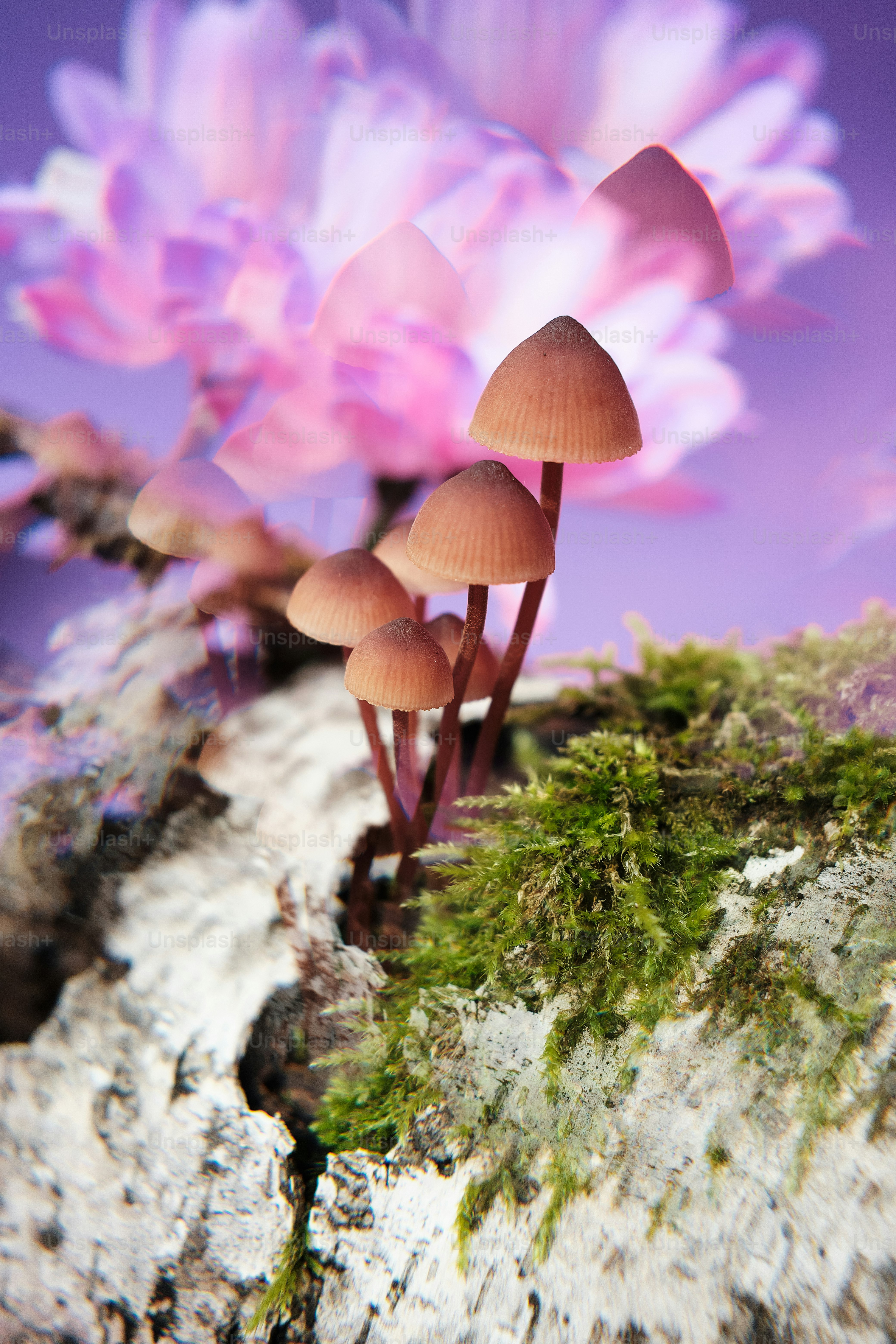 A group of mushrooms sitting on top of a rock photo – Healing Image on