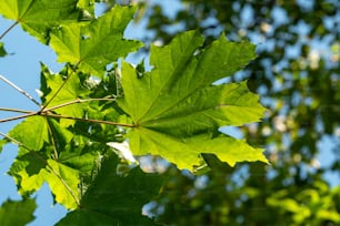 the leaves of a tree against a blue sky