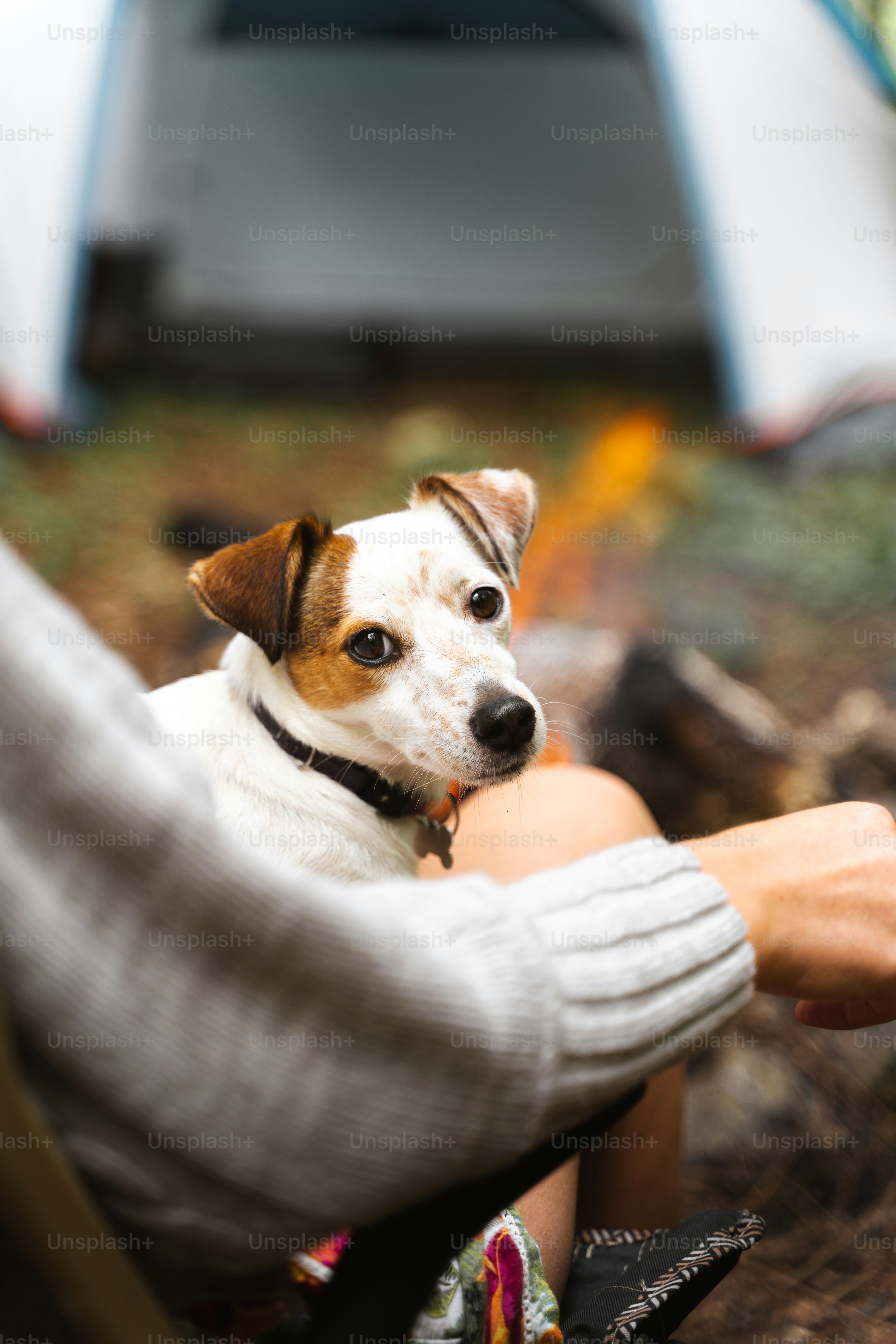 a dog sitting in a persons lap in front of a tent