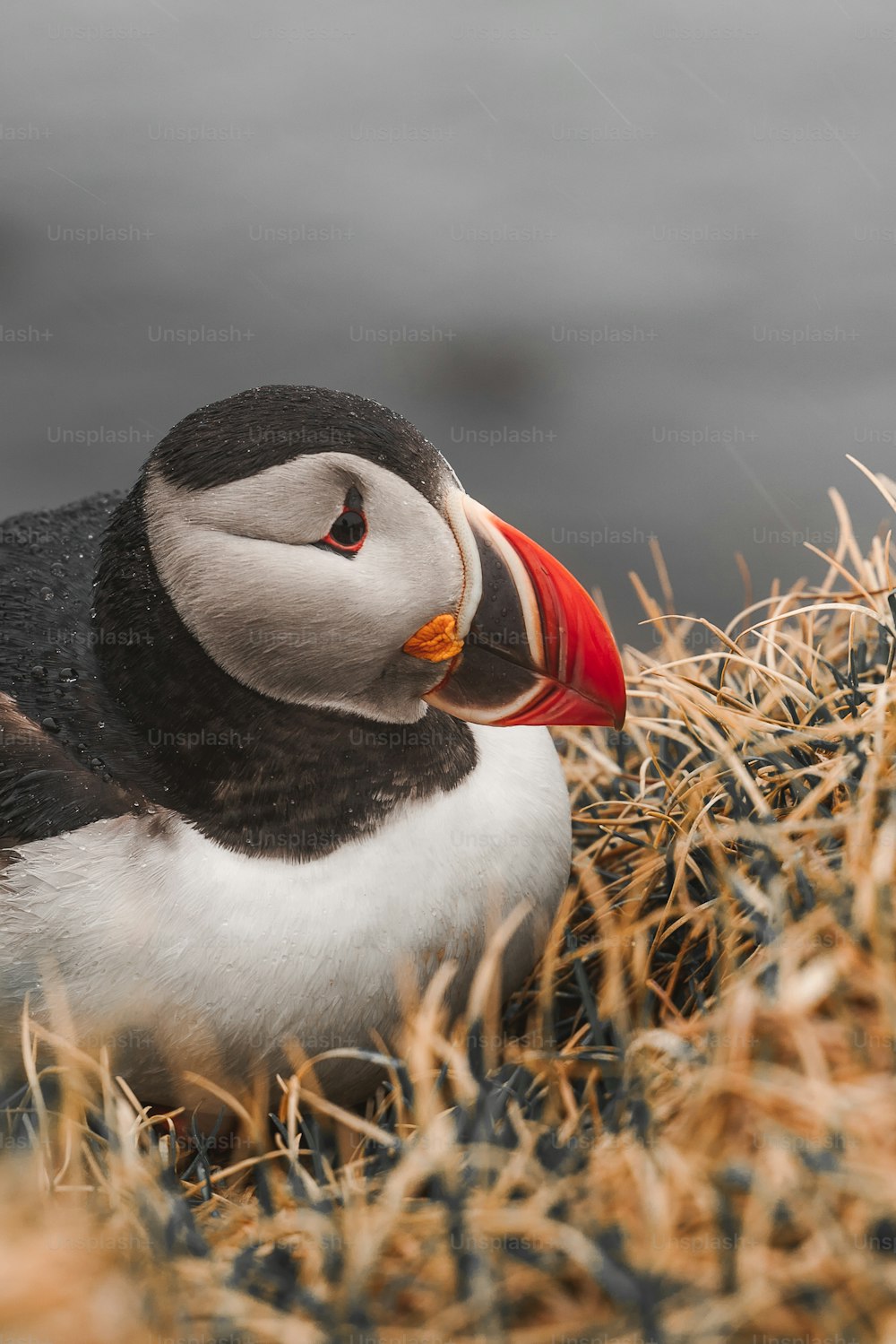 a black and white bird with a red beak