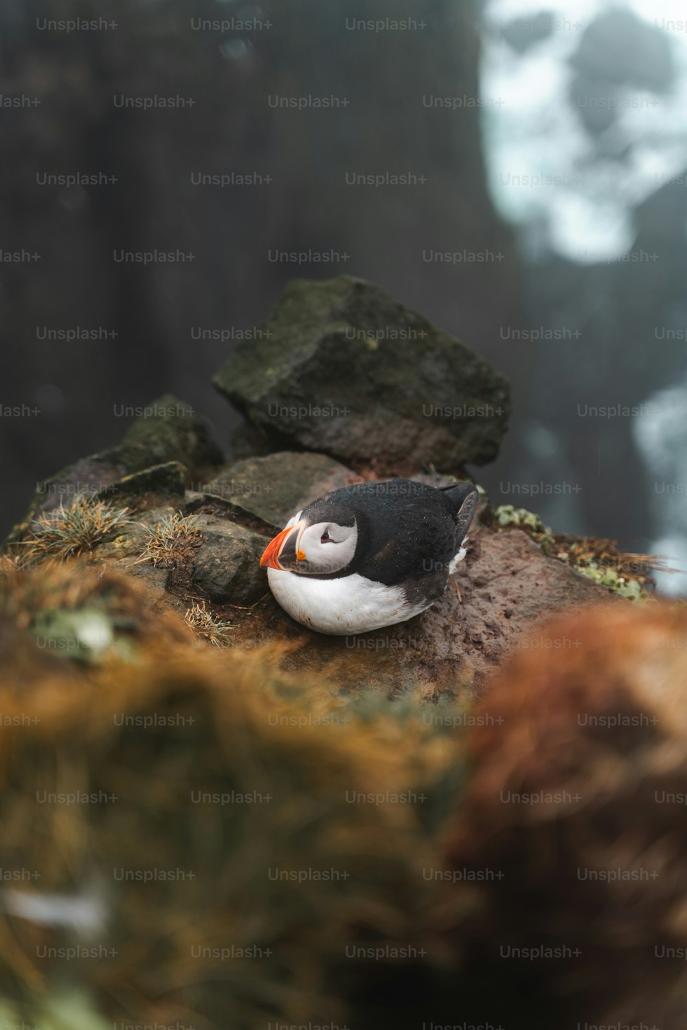 a small black and white bird sitting on a rock