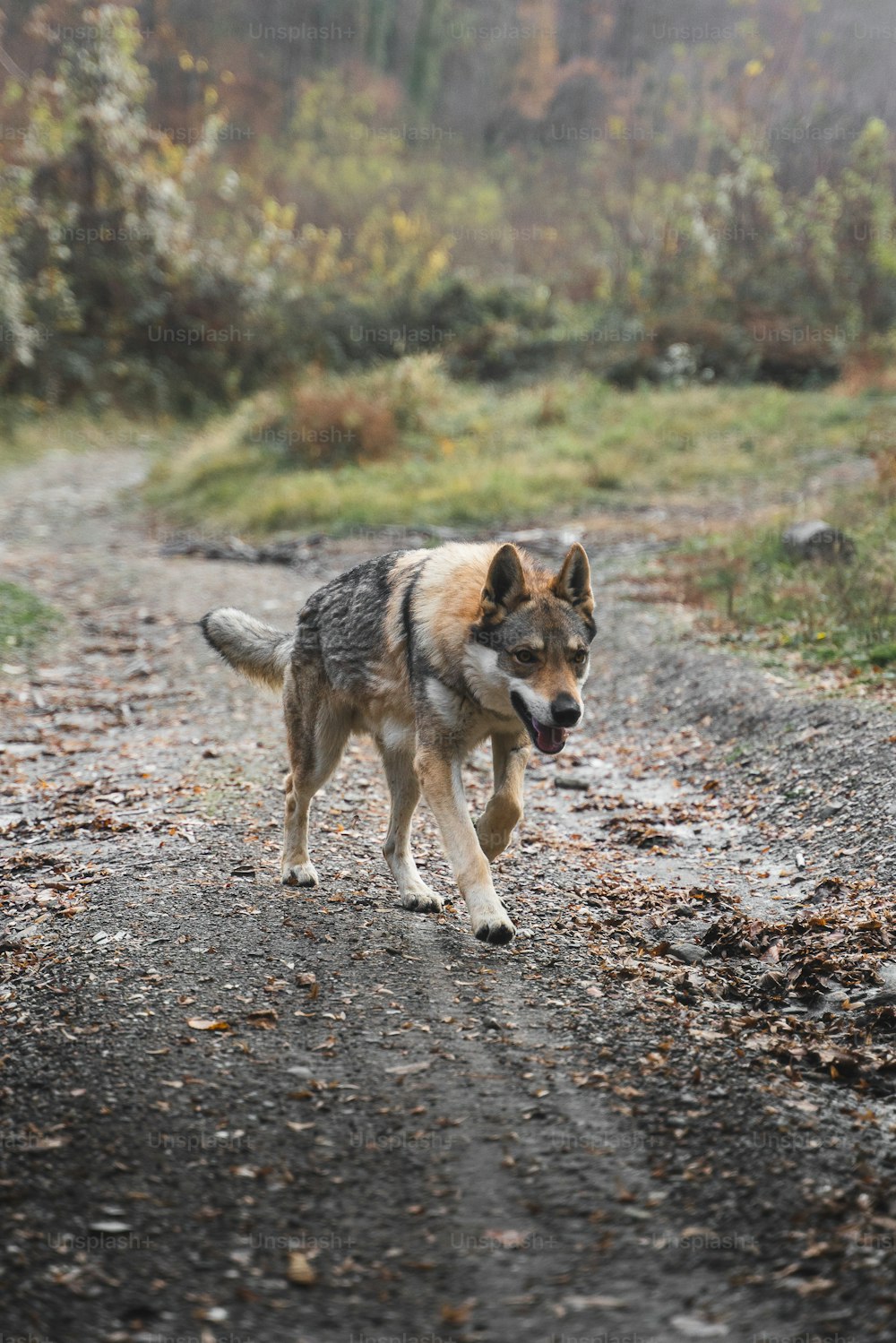 Un cane che corre lungo una strada sterrata nel bosco