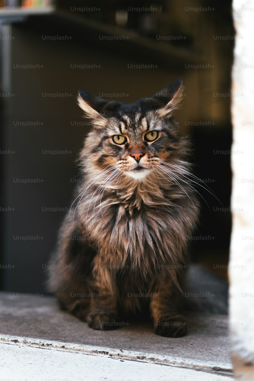 a long haired cat sitting on the ground