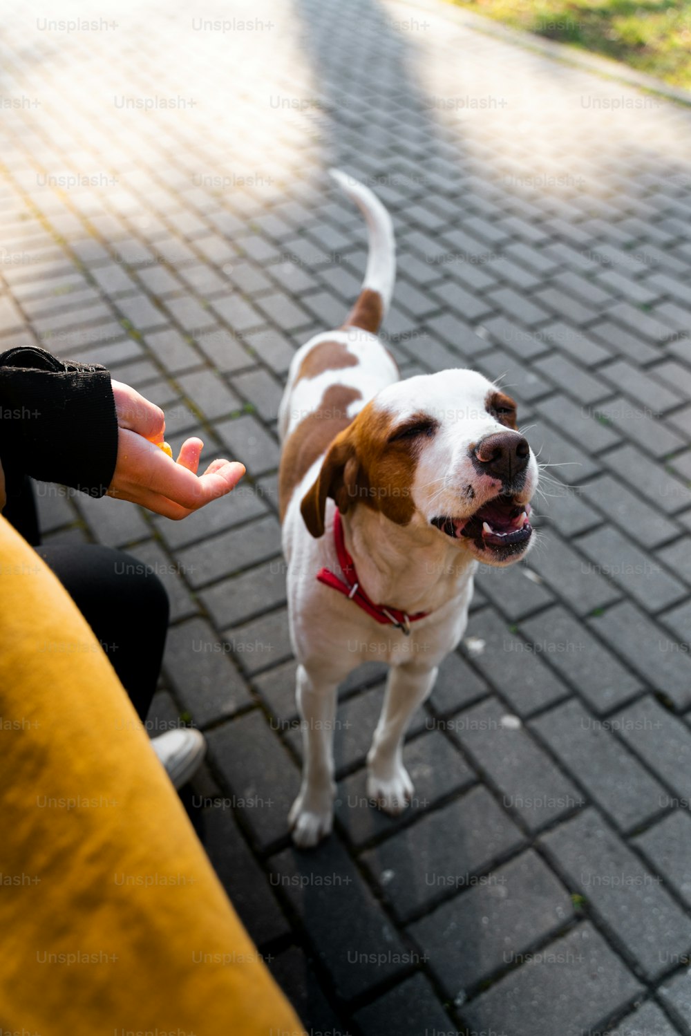 Ein braun-weißer Hund, der auf einem Bürgersteig steht