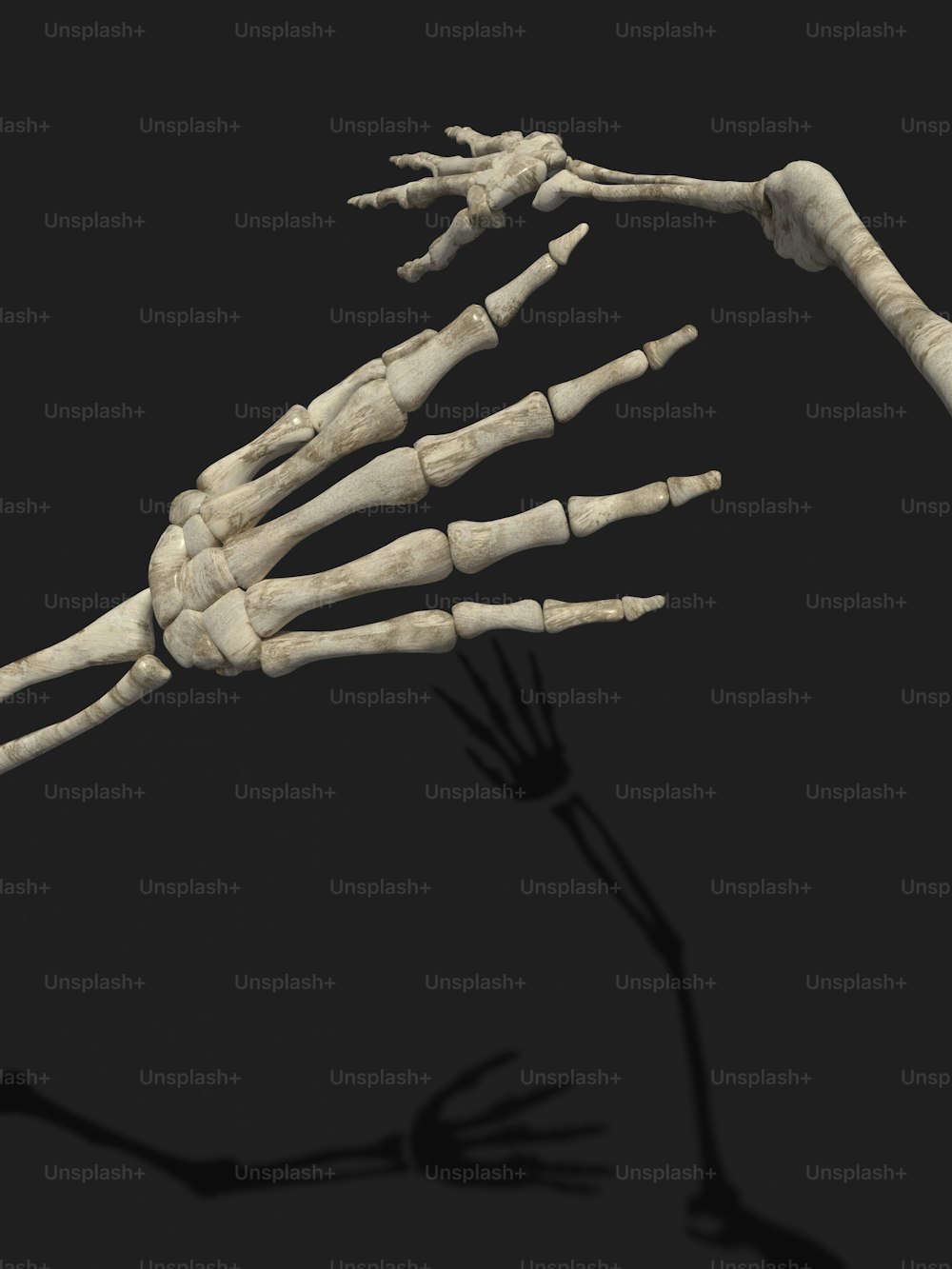 Lo scheletro di una persona è mostrato in questa immagine