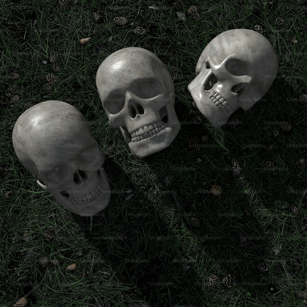 Trois crânes sont couchés dans l’herbe