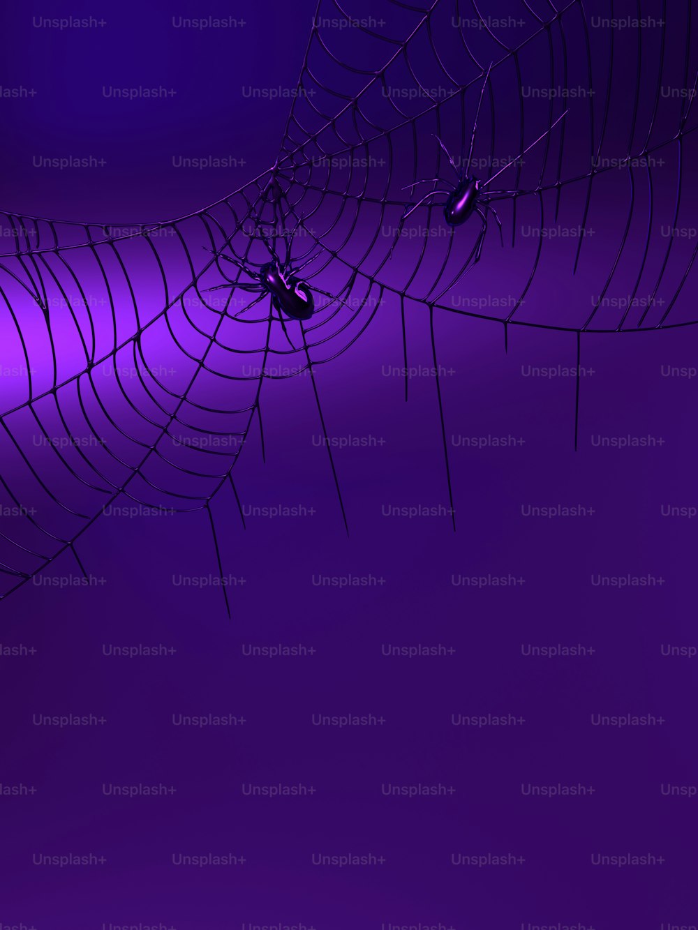 紫色の背景に蜘蛛の巣