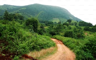 a dirt road in the middle of a lush green forest