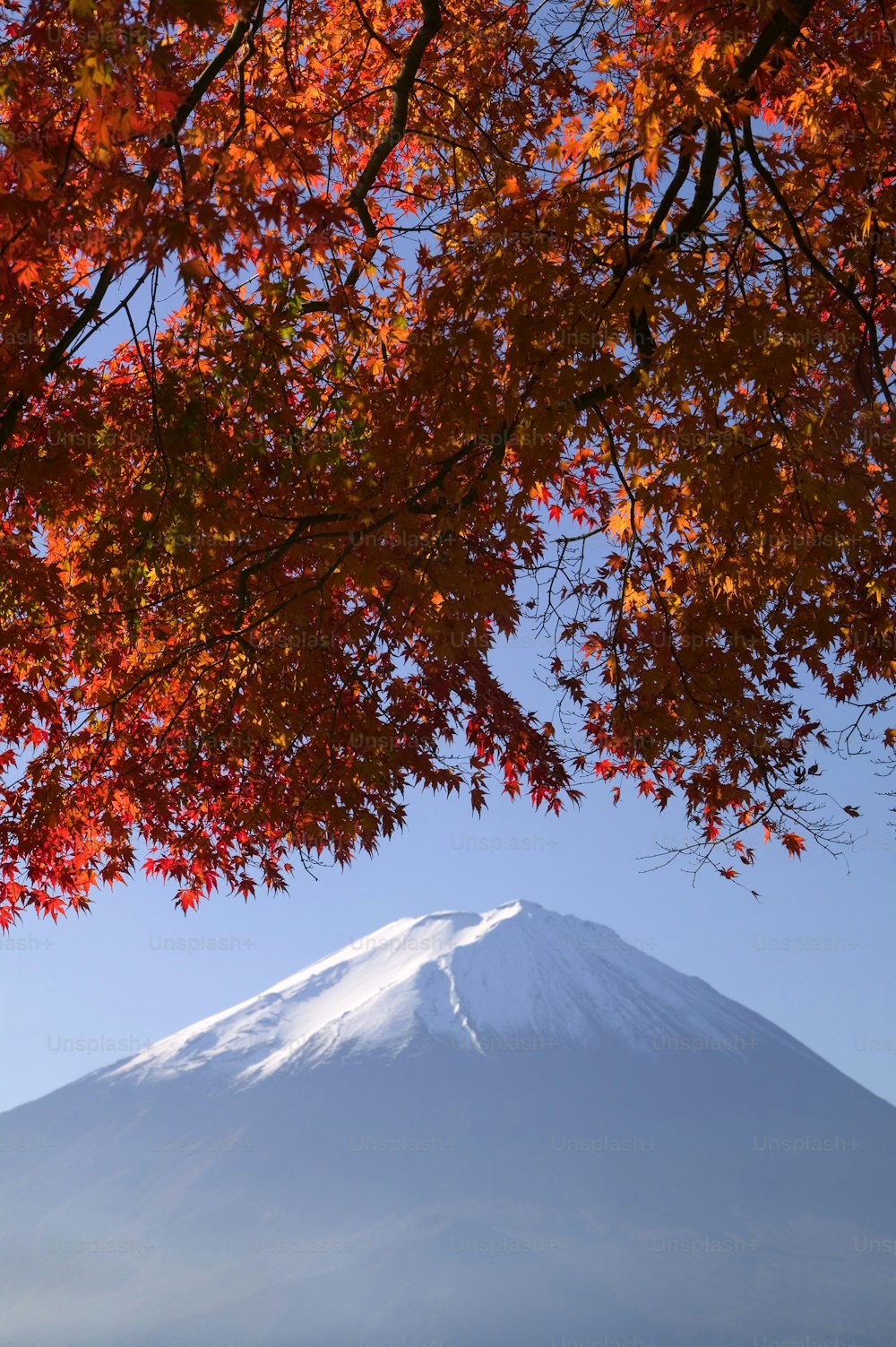 a tree with orange leaves and a mountain in the background