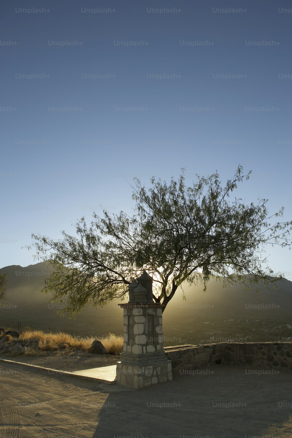 a tree in the middle of a dirt road