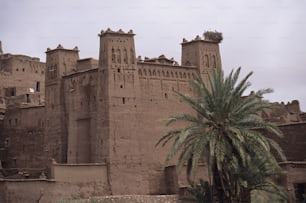 a palm tree in front of a large building