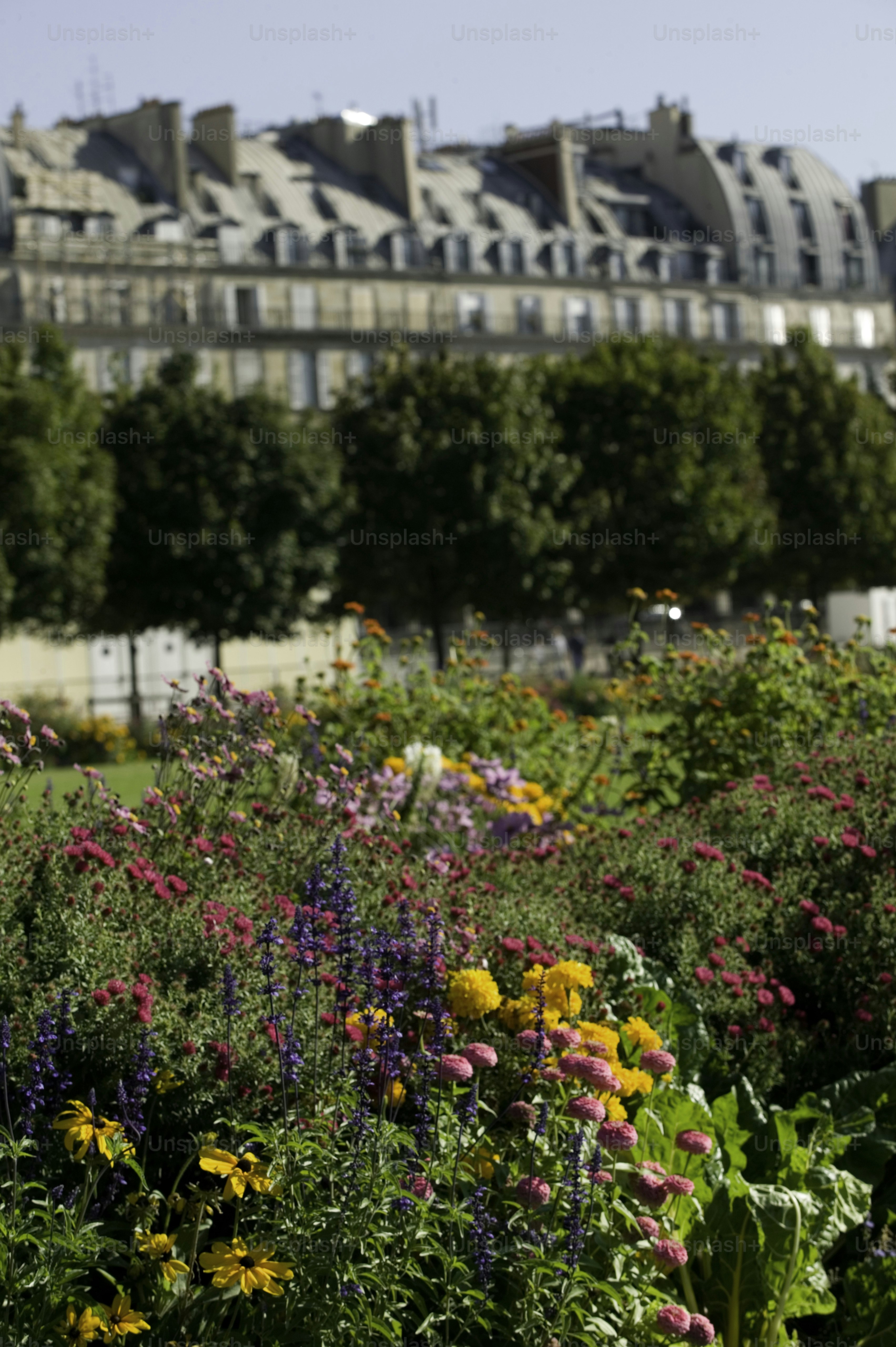 a field of flowers with a building in the background