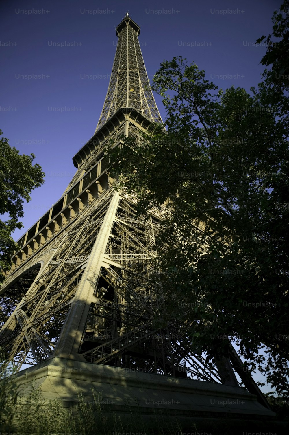 A Torre Eiffel está rodeada por árvores
