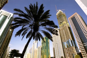 a palm tree in front of some tall buildings