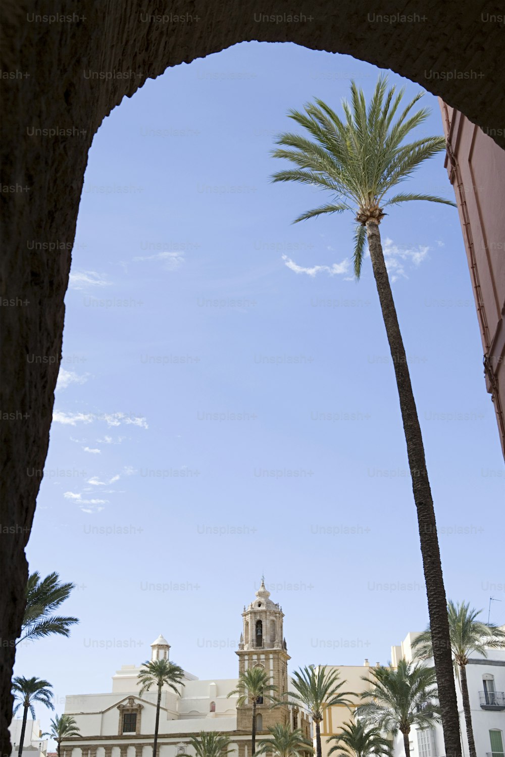 Eine Palme vor einem Gebäude mit einem Glockenturm