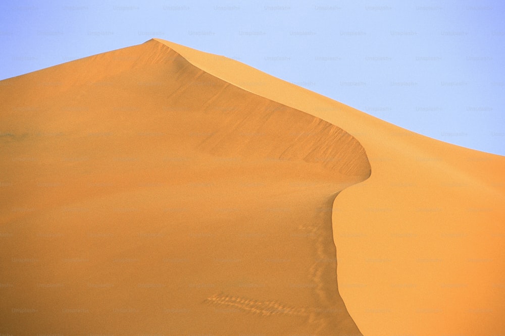사막 한가운데에 서 있는 외로운 낙타