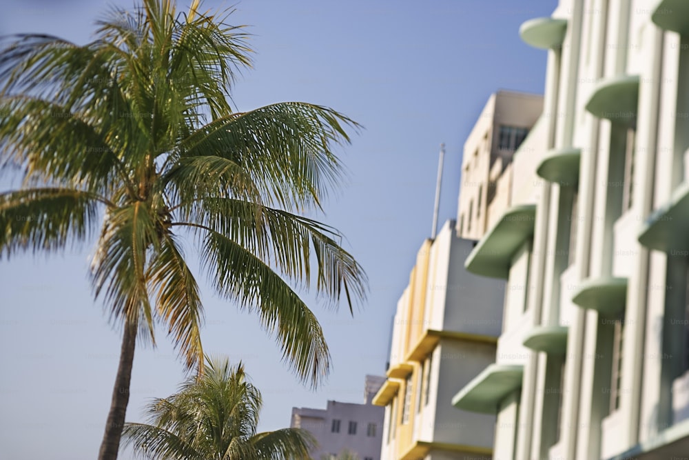 a tall building with a palm tree in front of it