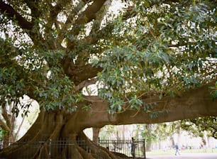 un gran árbol con una valla a su alrededor