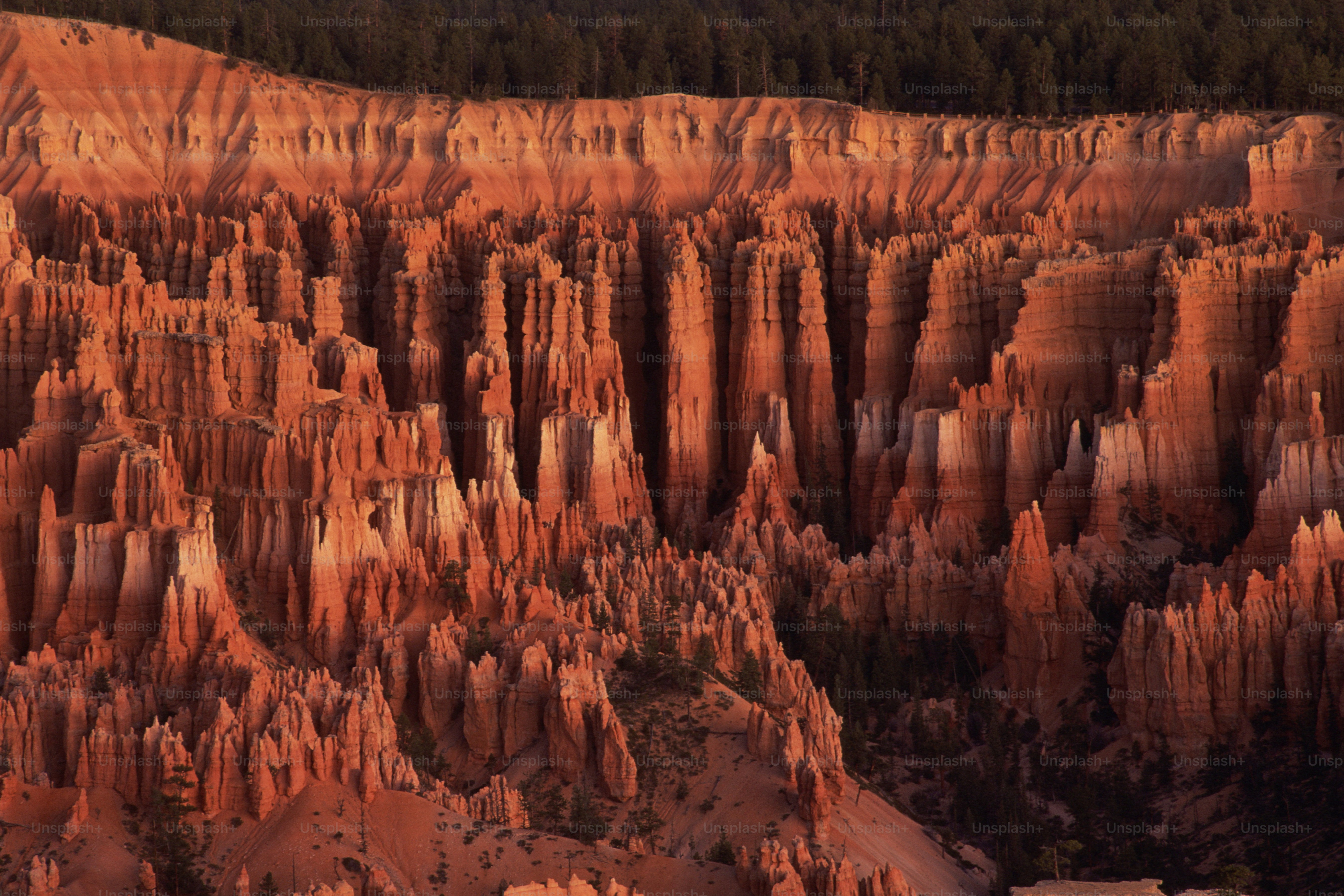 a large group of trees in a canyon
