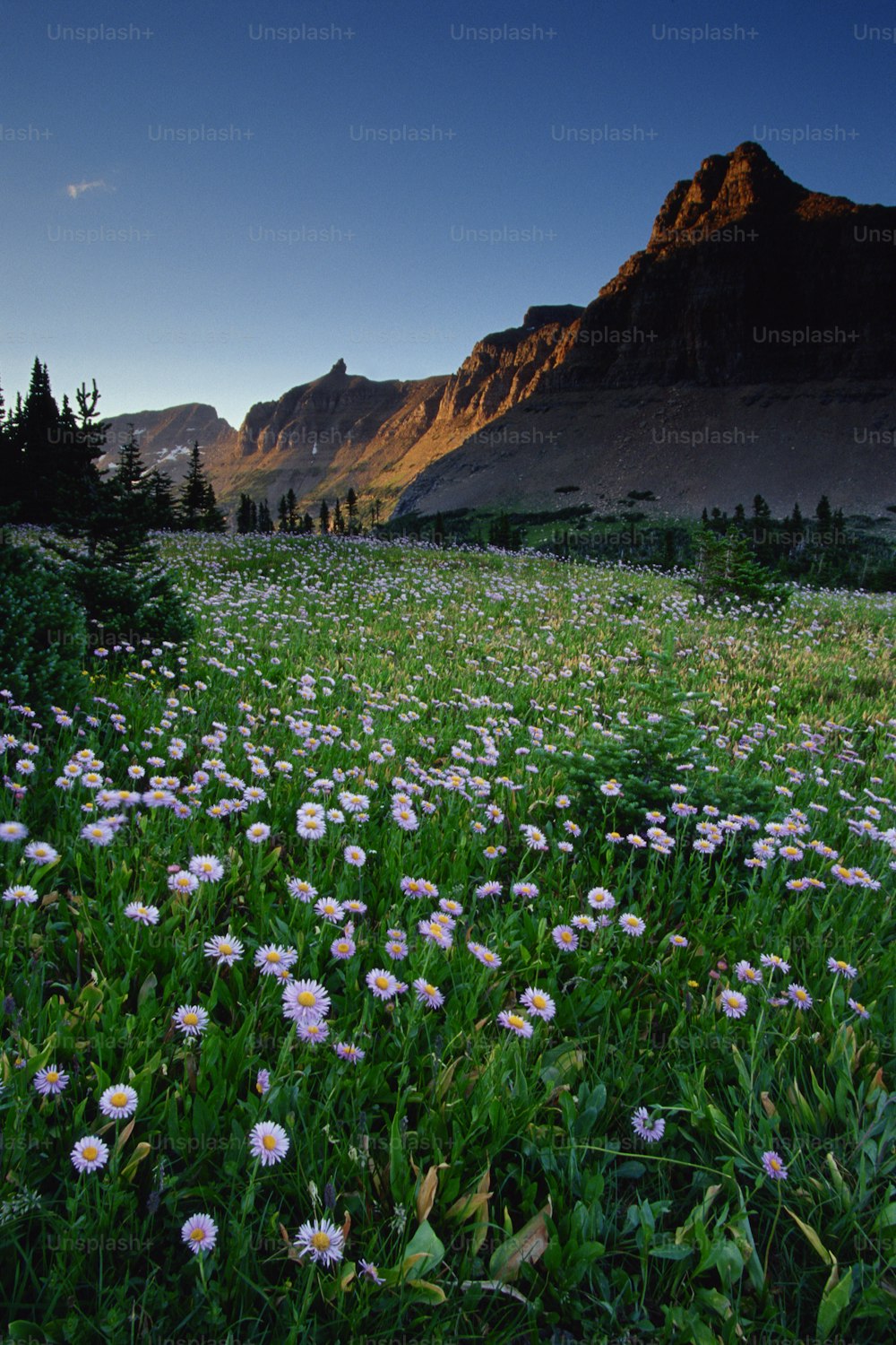 Un campo de flores silvestres con una montaña al fondo