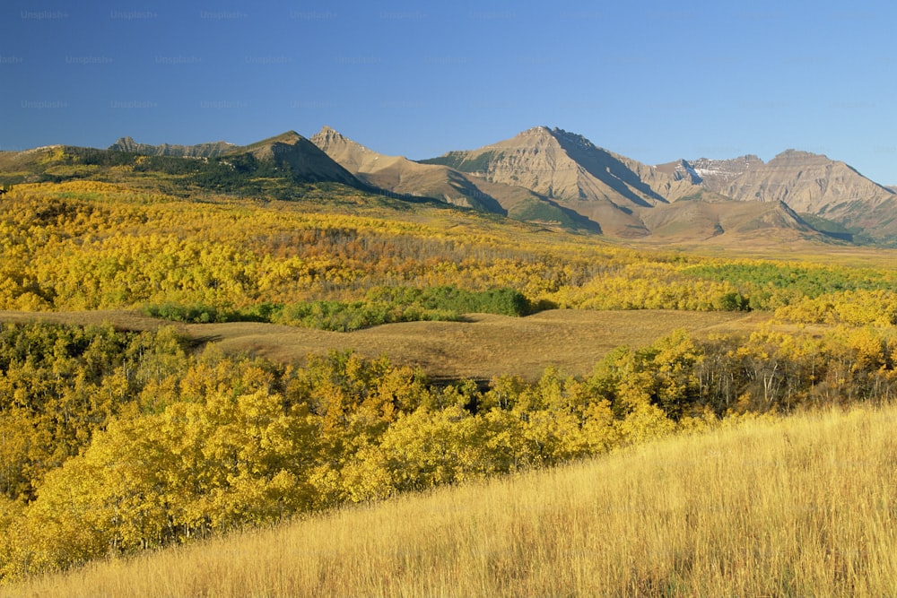 a herd of cattle grazing on a lush green hillside