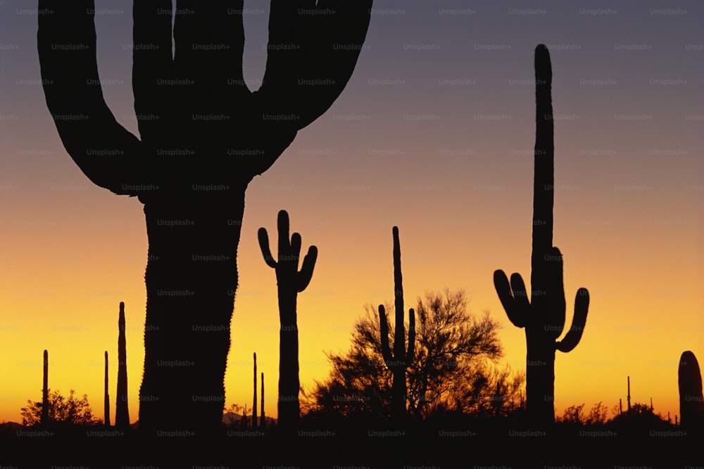 a silhouette of a cactus at sunset
