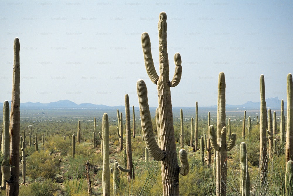 a large group of cactus plants in a field