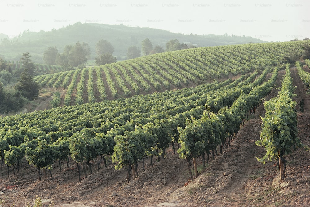 a large field of green plants on a hillside