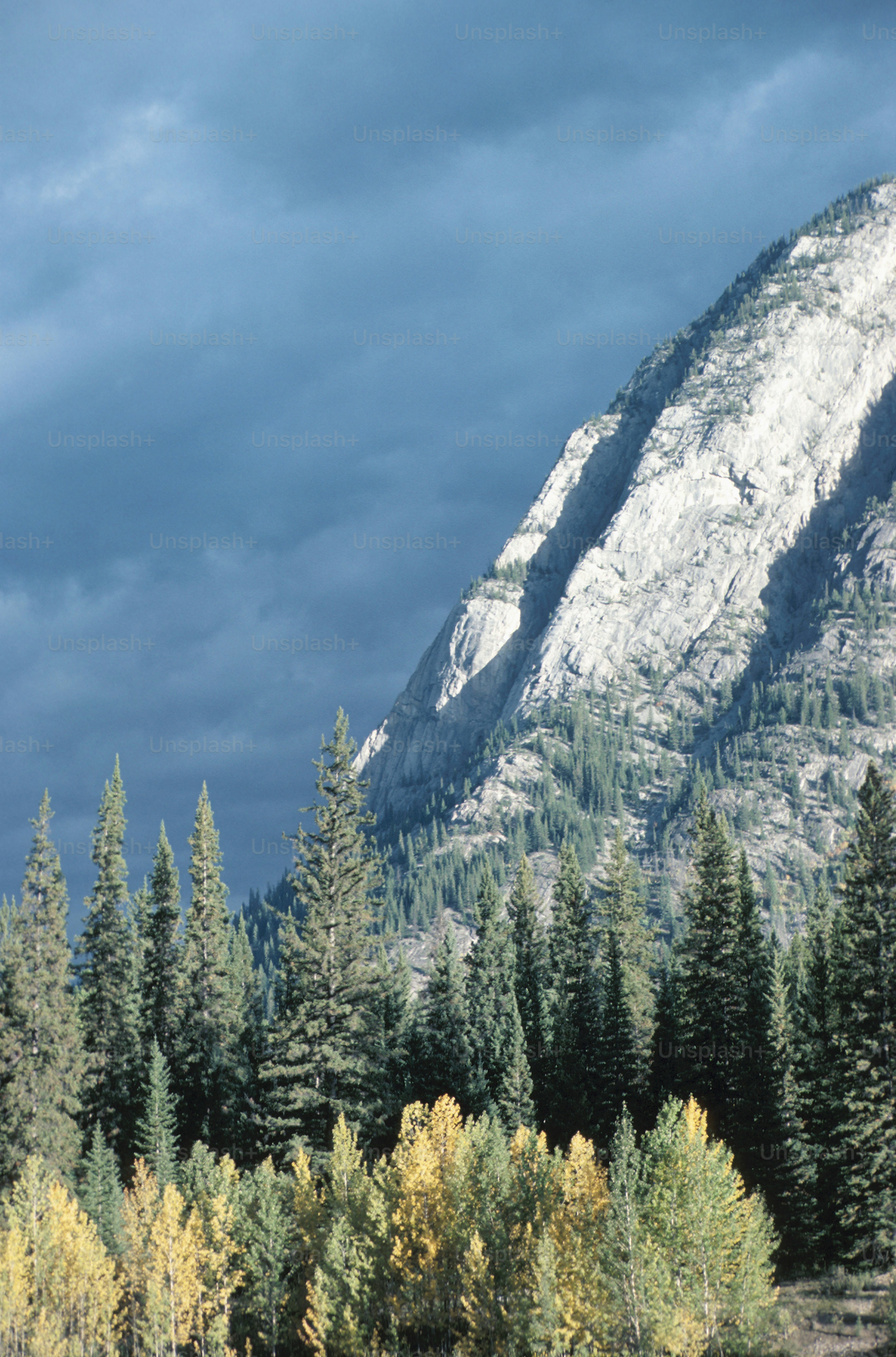 A mountain covered in snow and surrounded by trees photo – Tree Image ...