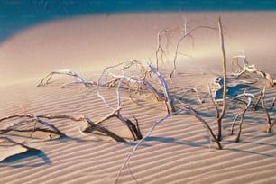 Un grupo de árboles que están en la arena