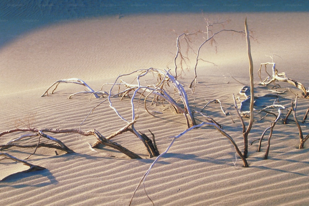 Un grupo de árboles que están en la arena