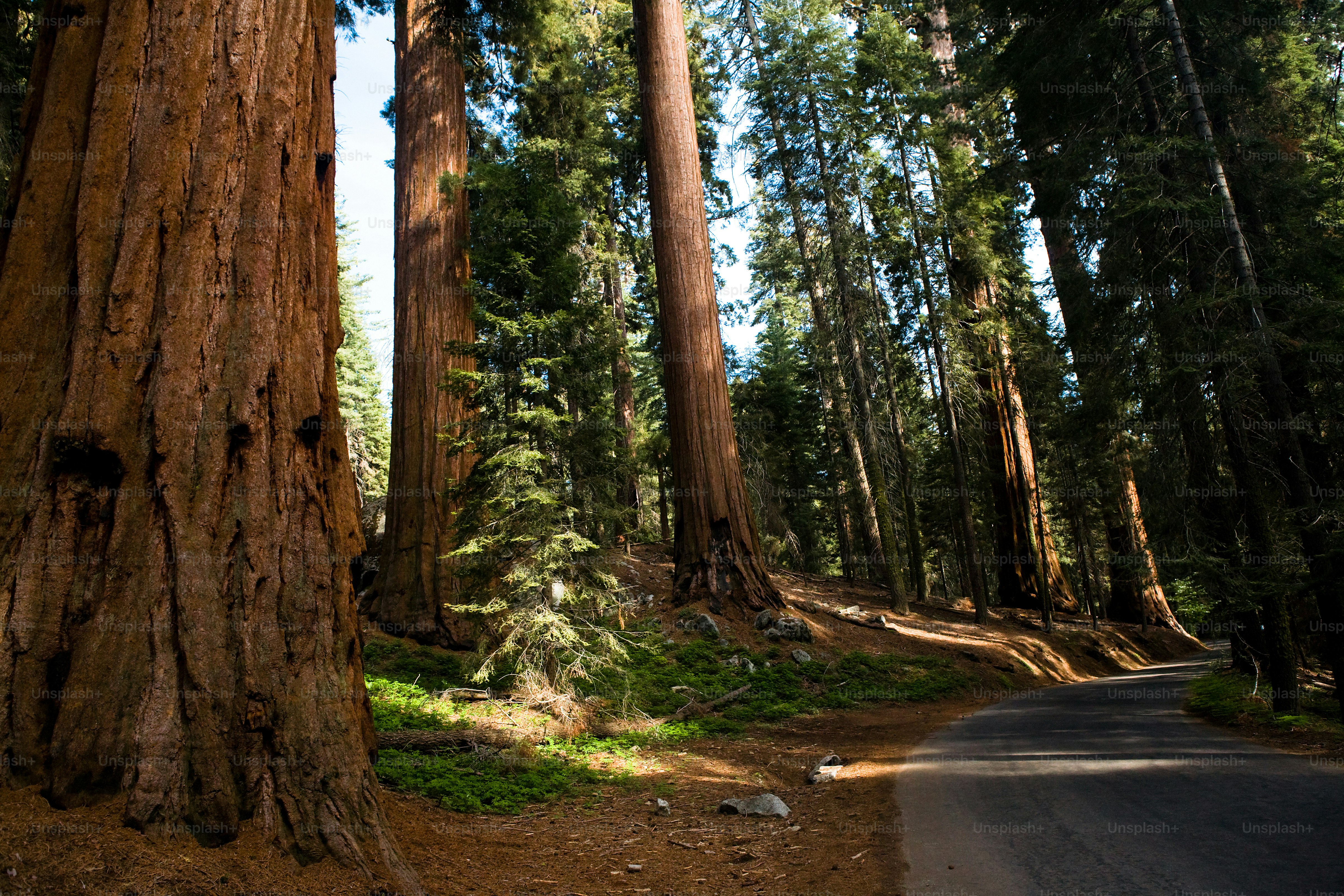 a road surrounded by tall trees in a forest